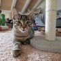 Timba_Sinbad (1)